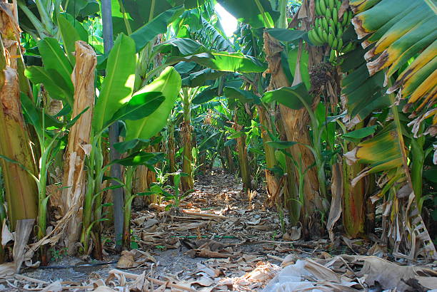 istock Banana Trees in landscape 466243186