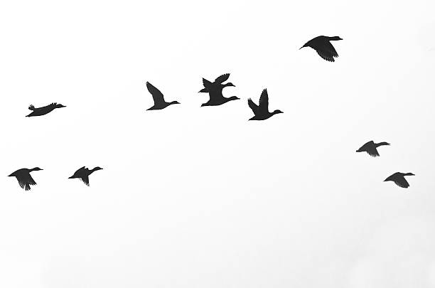 istock Black silhouettes of birds on a white background 466244430