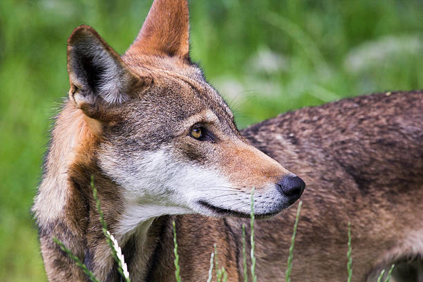 wilk rudy - red wolf zdjęcia i obrazy z banku zdjęć