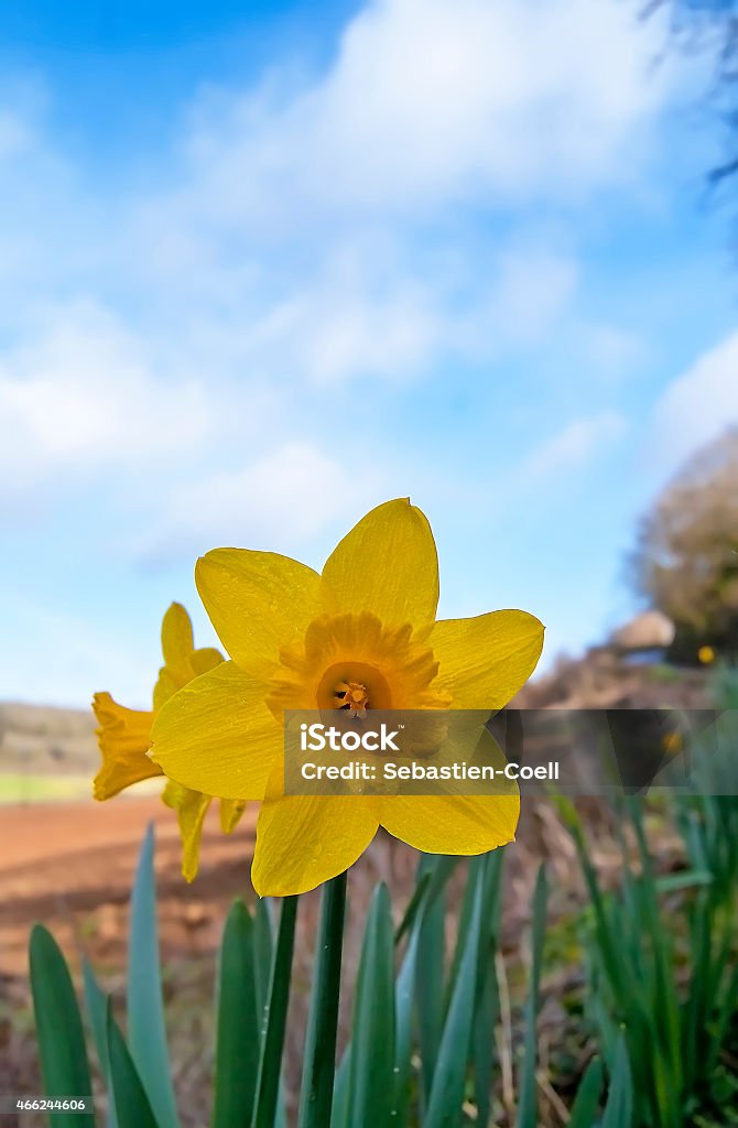 Daffodils Daffodils on a devon hedge row in Spring, grain present in pollen area, possibility of some colours removed from some images to enhance them, 2015 Stock Photo