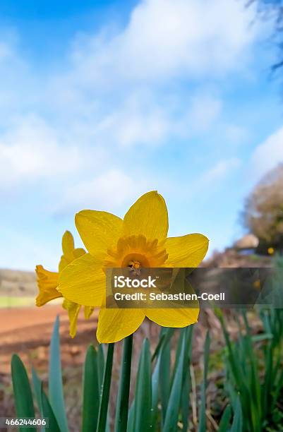 Daffodils Stock Photo - Download Image Now - 2015, Beauty, Beauty In Nature