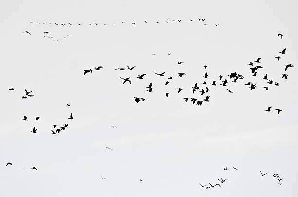 istock Flock of Ducks Silhouetted on a White Background 466244946