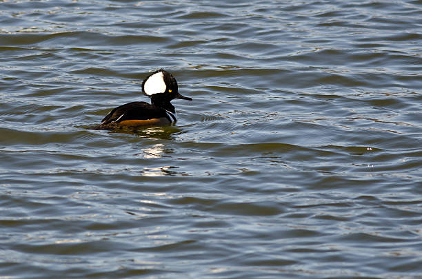istock Hooded Merganser Swimming in the Blue Lake 466244950