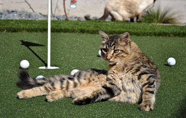 Young Tabby Cat Playing on a Golf Putting Green stock photo