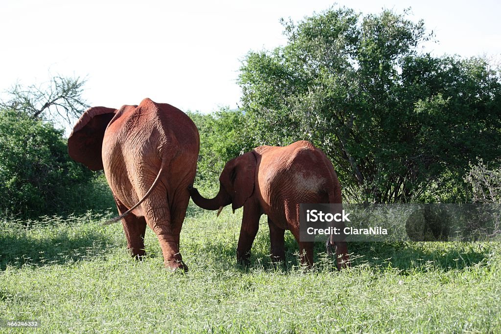 Elefanti, Elefante africano, rosso con cucciolo in Kenya riserva naturale - Foto stock royalty-free di 2015