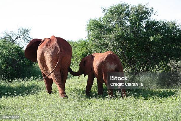 Elefanti Elefante Africano Rosso Con Cucciolo In Kenya Riserva Naturale - Fotografie stock e altre immagini di 2015