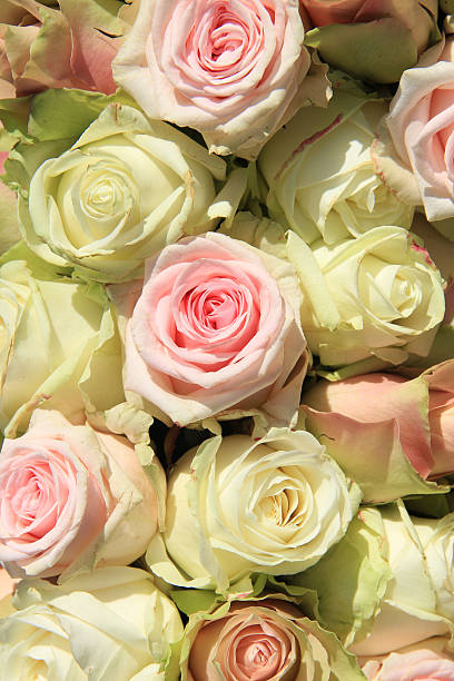 istock White and Pink roses in wedding arrangement 466246712
