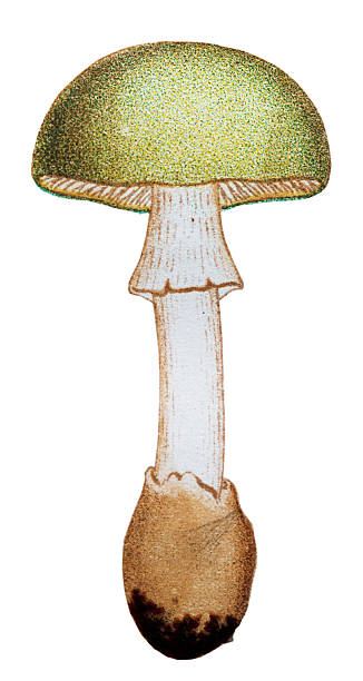 pilzen und fungi:  amanita phalloides (tod cap) - grüner knollenblätterpilz stock-grafiken, -clipart, -cartoons und -symbole