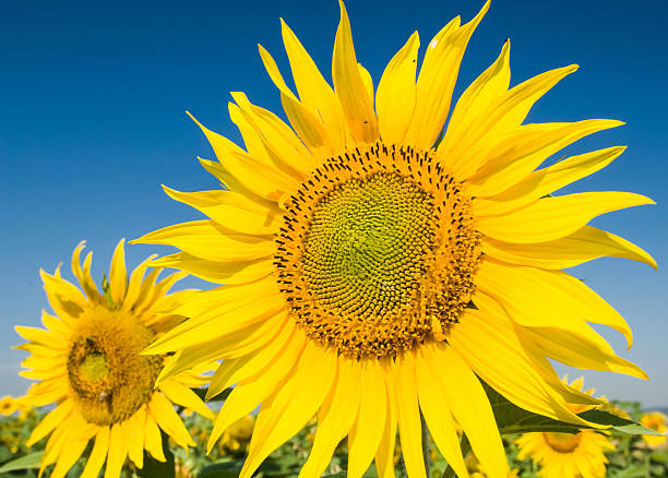 sonnenblumen - blütenpracht ストックフォトと画像