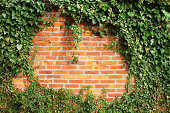 Brick wall covered by ivy