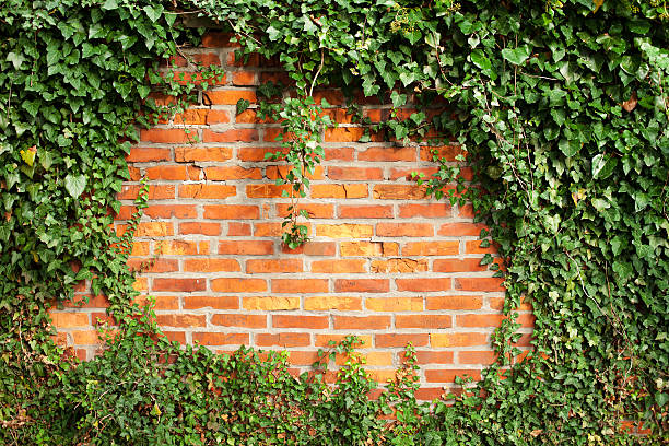 mur z cegły objętych bluszcz - plant orange wall architecture zdjęcia i obrazy z banku zdjęć