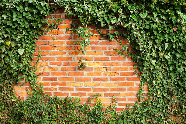 Cтоковое фото Кирпичная стена, охватываемых ivy