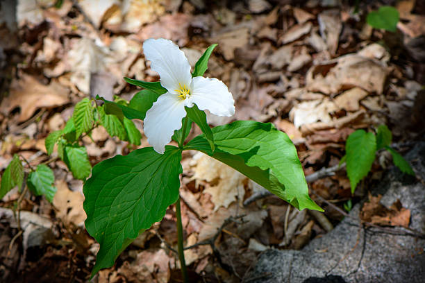 istock Lone Trillium whole plant 466248169
