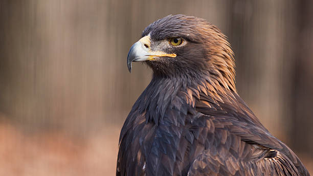 istock Portrait of a Golden Eagle 466248265