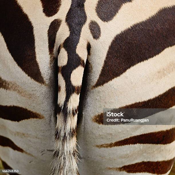 Frequentes Zebra - Fotografias de stock e mais imagens de Animal - Animal, Animal selvagem, Ao Ar Livre