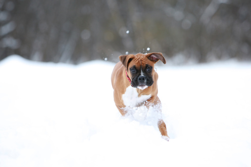 A young Boxer puppy running in the snow in the winter time burning up energy.
