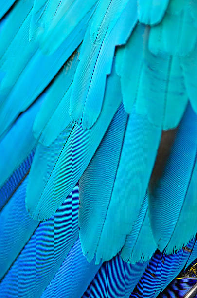 istock Close-up of a Macaw's feathers in dark blue and light blue 466249559