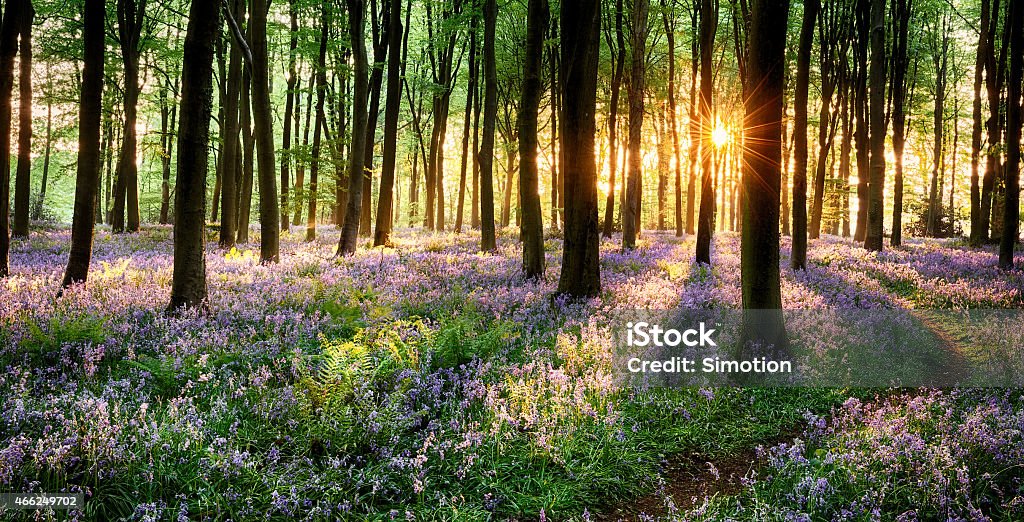 Path through bluebell woods Path through bluebell woods in early morning sunrise Forest Stock Photo