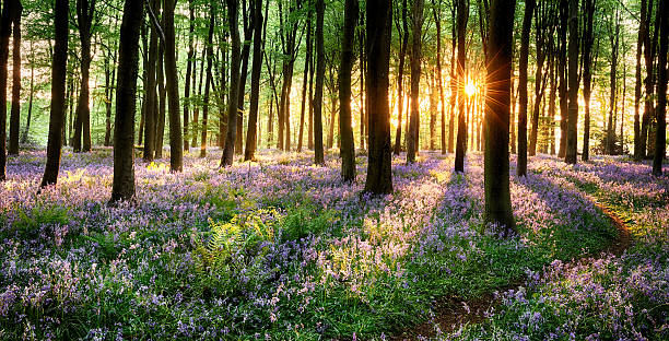 Path through bluebell woods Path through bluebell woods in early morning sunrise high dynamic range imaging photos stock pictures, royalty-free photos & images