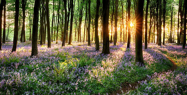 путь через лес bluebell - forest footpath nature tree стоковые фото и изображения