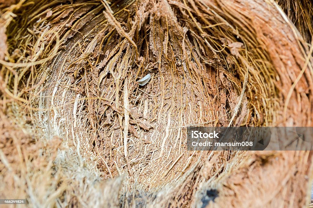 Coconut husk 2015 Stock Photo