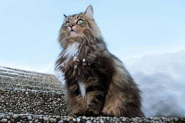 gato norweigan forest - drausen imagens e fotografias de stock