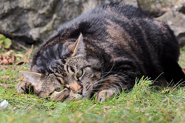 cat - witterung zdjęcia i obrazy z banku zdjęć