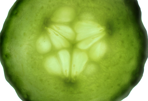 Photo showing a single slice of cucumber that has been sliced thinly, so that its inner seeds and structure can be seen when held up to a strong light, surrounded by its circle of dark green skin.  The sliced cucumber has been backlit and is isolated against a white background.