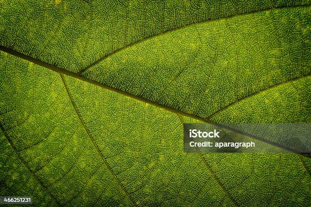 Botany Surface Texture Leaf Surface Texture Stock Photo - Download Image Now - Backgrounds ...