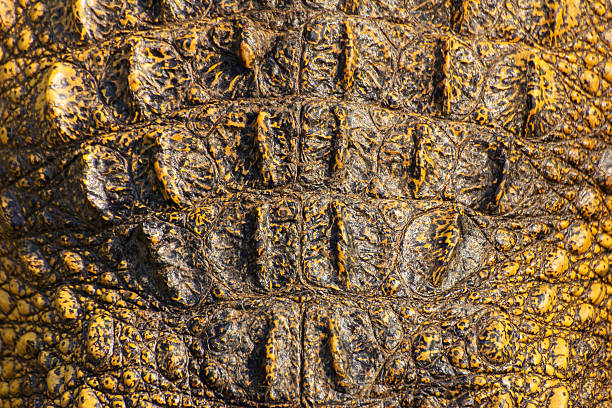 istock Crocodile skin texture. Shot in Thailand 466251883