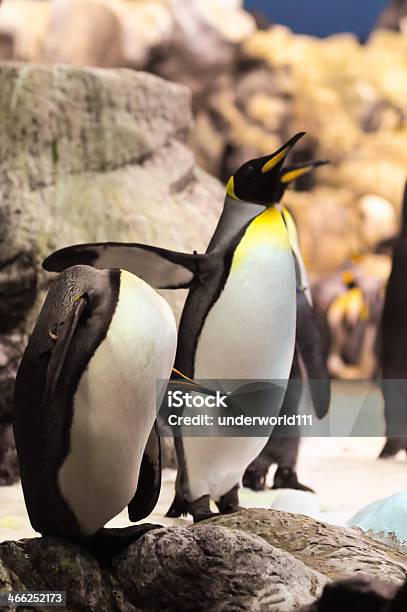 Schwarzen Und Weißen Pinguin Stockfoto und mehr Bilder von Antarktis - Antarktis, Cool und Lässig, Eis