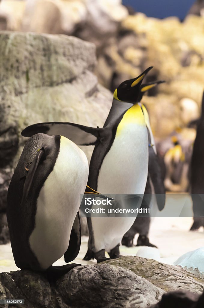 Pingwin czarno-biały - Zbiór zdjęć royalty-free (Antarktyda)
