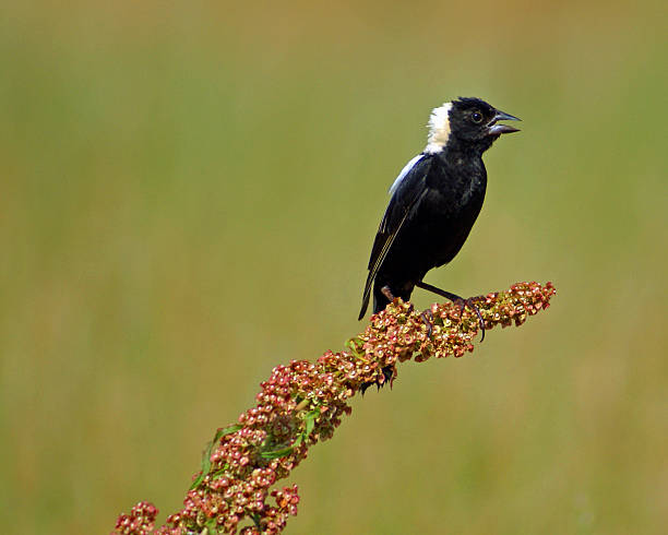Bobolink singing to defend it's nest in Spring Male Bobolink (Dolichonyx oryzivorus) singing to defend it's nest in Spring in Massachusetts bobolink stock pictures, royalty-free photos & images