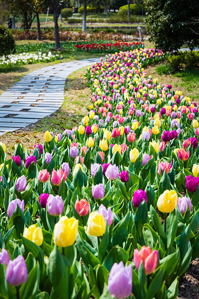 istock tulip flower field in spring 466253748