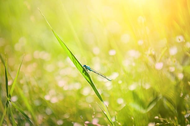 istock Small dragonfly on the green grass in the field 466253752
