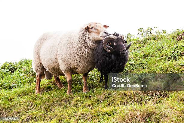 Foto de Ovelhas e mais fotos de stock de Agricultura - Agricultura, Animal, Animal de Fazenda