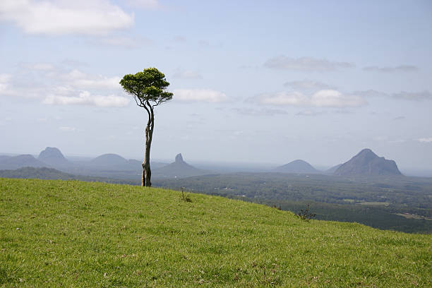 The Glass House Mountains with Foreground Tree stock photo