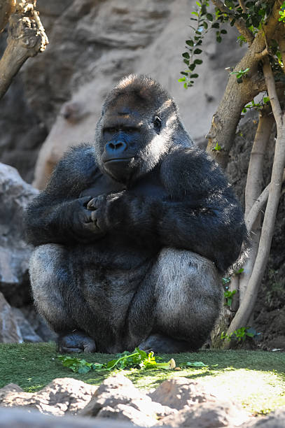 istock Strong Adult Black Gorilla 466255597