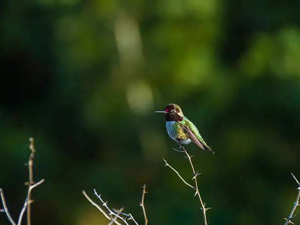 Photo of Hummingbird perches atop small branch