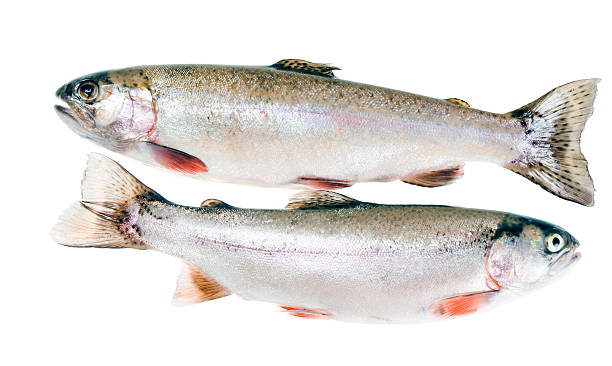 istock Two rainbow trout isolated on white background 466256051