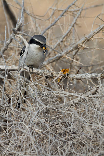 istock Southern Grey Shrike - Lanius meridionalis 466256145