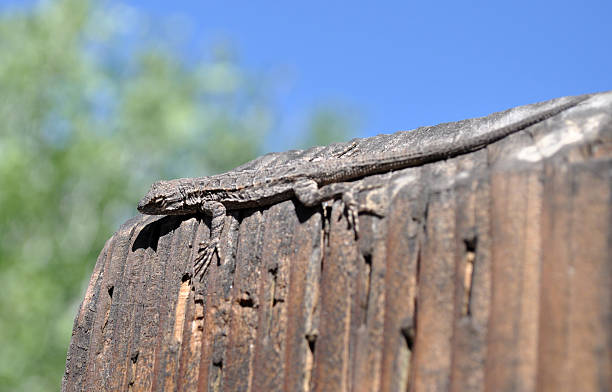 Camouflaged Desert Lizard, Yuma Arizona stock photo