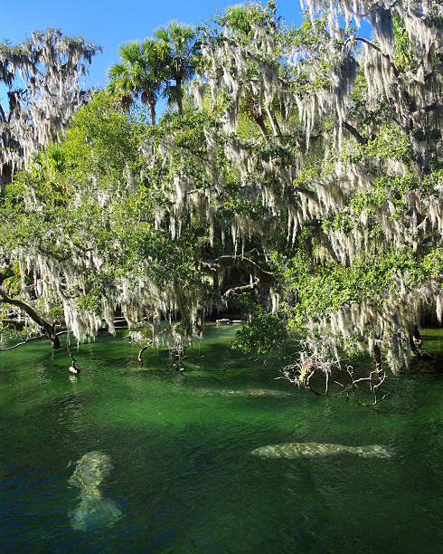 Moss and Manatees stock photo