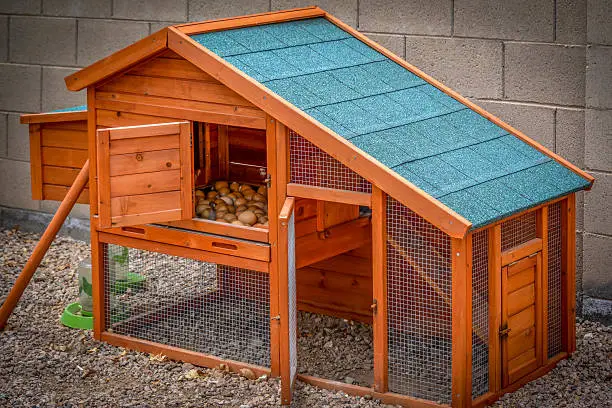 Hen house with many eggs.