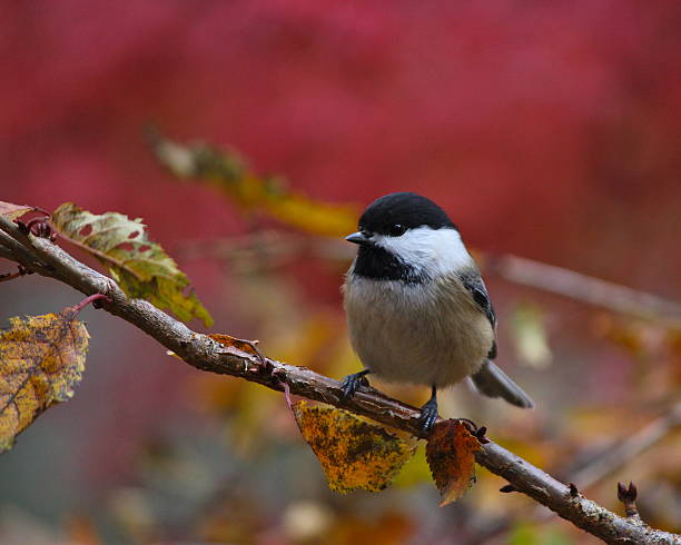 Black-capped Chickadee in Fall stock photo