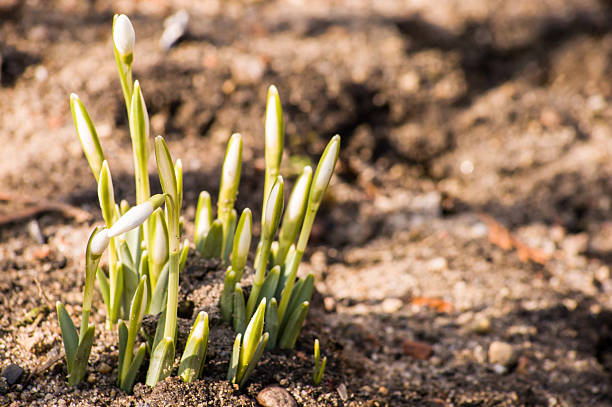 istock Snowdrops growing out of the ground 466257212
