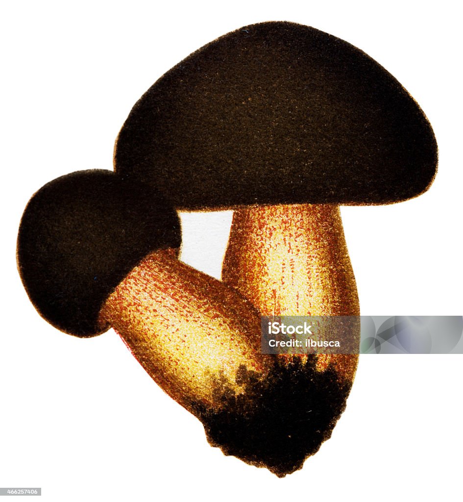 Mushrooms and fungi: Suillellus luridus or  Boletus luridus (lurid bolete) Edible Mushroom stock illustration