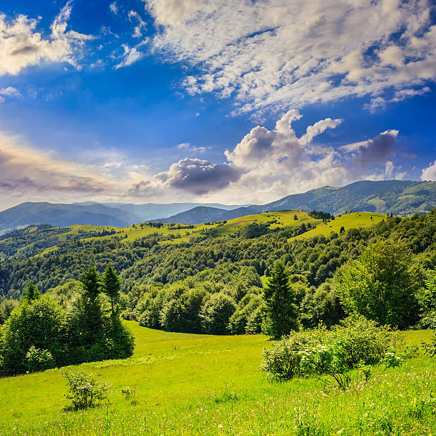 istock coniferous forest on a steep mountain slope 466257907