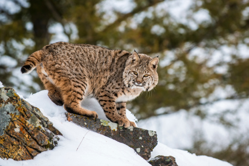A bobcat on a rock in the snow. The bobcat is looking at the camera.