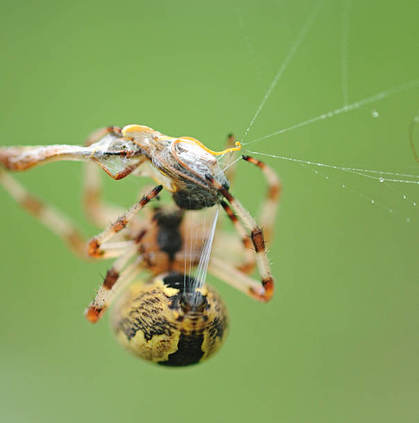 istock Live Black and Yellow Garden Spider with Prey. 466258773